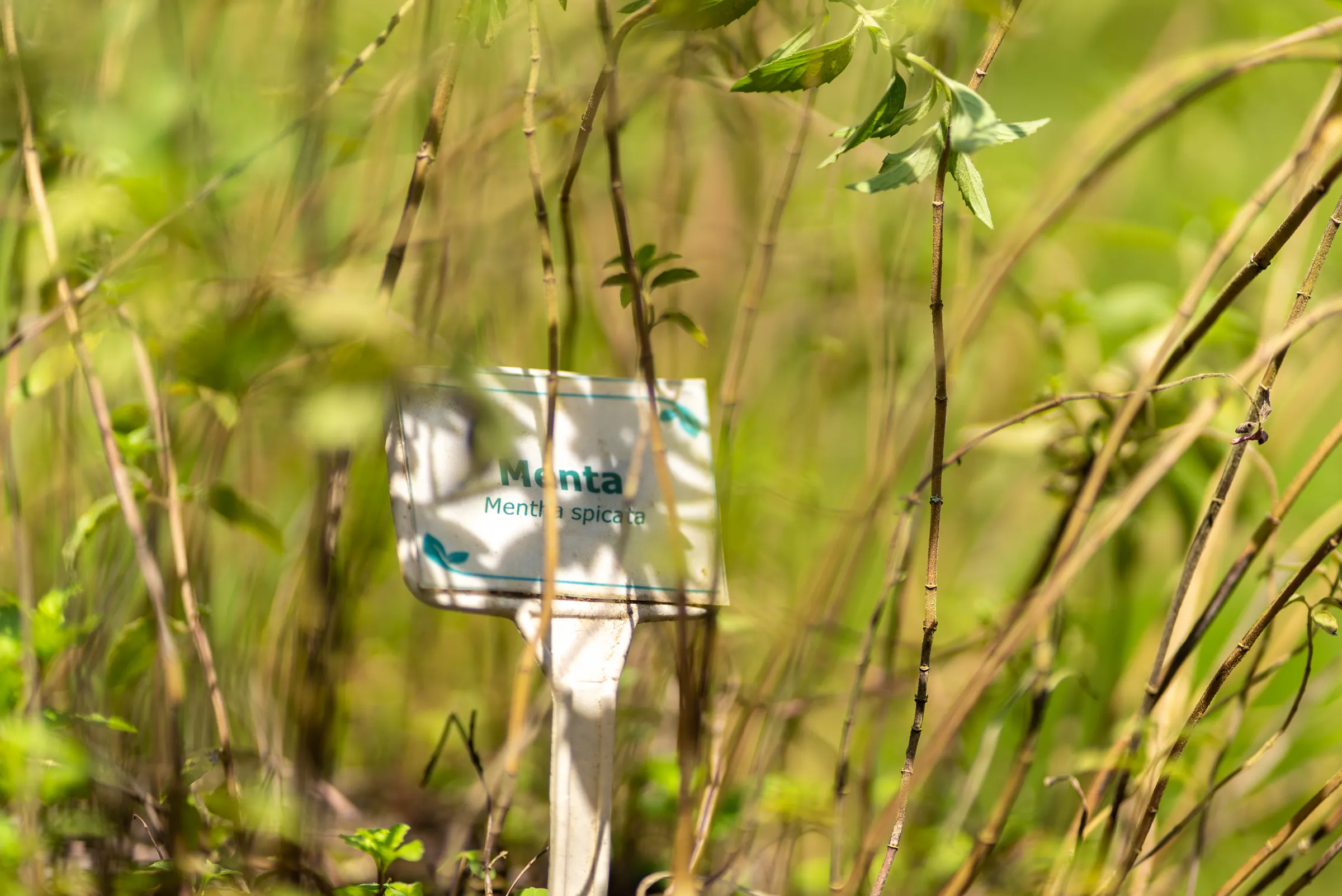 Mudas nativas em produção no Viveiro EcoÍris