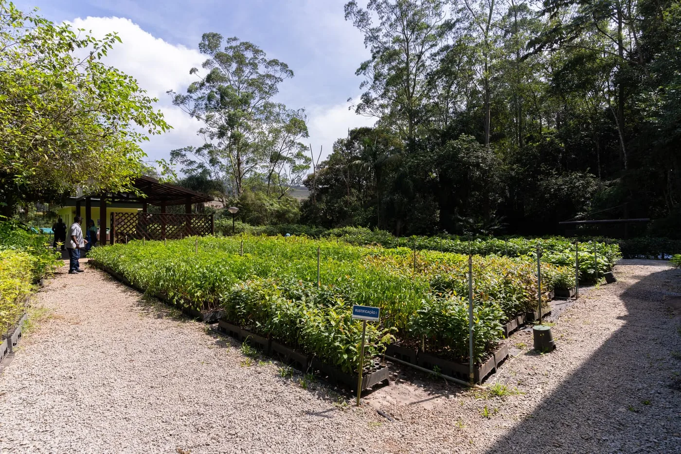 Canteiros de mudas nativas no Viveiro EcoÍris