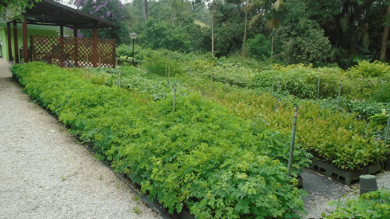 Produção de mudas nativas no Viveiro EcoÍris