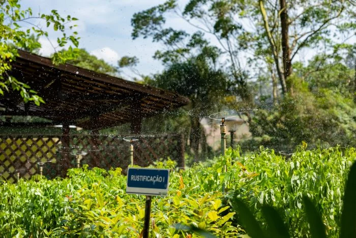 Viveiro EcoÍris — mudas nativas em rustificação